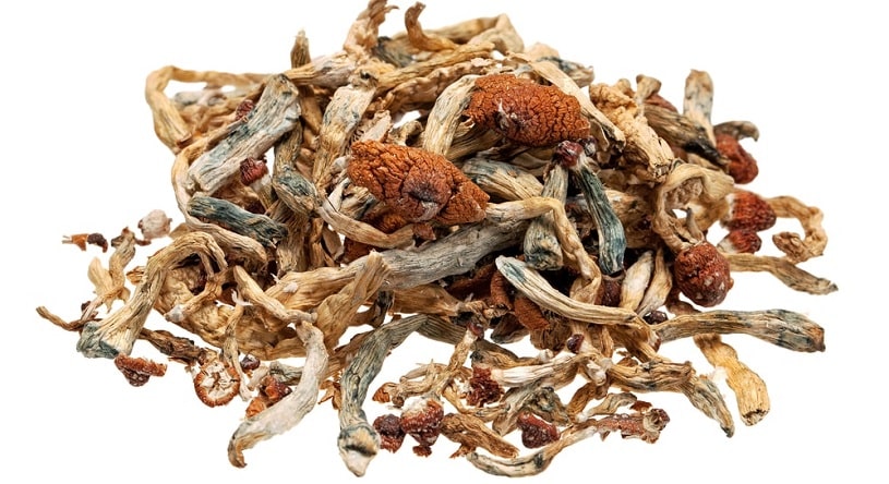 Buy Psilocybe Cubensis B+